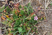 David Plant Photography - Wildlife Photography - Common storksbill - B