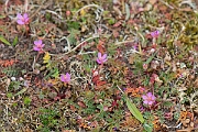 David Plant Photography - Wildlife Photography - Common storksbill - C