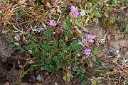 David Plant Photography - Wildlife Photography - Common storksbill - D