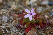 David Plant Photography - Wildlife Photography - Common storksbill - E