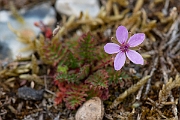 David Plant Photography - Wildlife Photography - Common storksbill - G