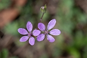 David Plant Photography - Wildlife Photography - Common storksbill - H