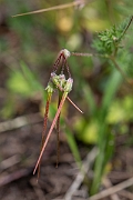 David Plant Photography - Wildlife Photography - Common storksbill - I