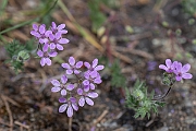 David Plant Photography - Wildlife Photography - Common storksbill - J