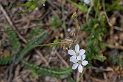 David Plant Photography - Wildlife Photography - Common storksbill - K