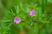 David Plant Photography - Wildlife Photography - Cut-leaved cranesbill - B