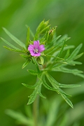 David Plant Photography - Wildlife Photography - Cut-leaved cranesbill - C