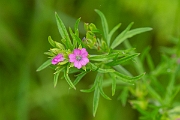 David Plant Photography - Wildlife Photography - Cut-leaved cranesbill - D