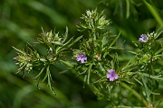 David Plant Photography - Wildlife Photography - Cut-leaved cranesbill - E