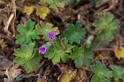 David Plant Photography - Wildlife Photography - Dovesfoot cranesbill - A