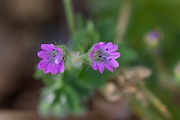 David Plant Photography - Wildlife Photography - Dovesfoot cranesbill - B