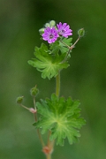 David Plant Photography - Wildlife Photography - Dovesfoot cranesbill - C