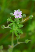 David Plant Photography - Wildlife Photography - Dovesfoot cranesbill - F
