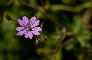 David Plant Photography - Wildlife Photography - Hedgerow cranesbill - A