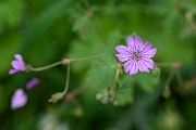David Plant Photography - Wildlife Photography - Hedgerow cranesbill - B