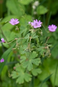 David Plant Photography - Wildlife Photography - Hedgerow cranesbill - C