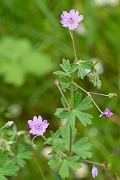 David Plant Photography - Wildlife Photography - Hedgerow cranesbill - D