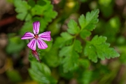 David Plant Photography - Wildlife Photography - Herb robert - A