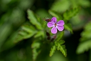 David Plant Photography - Wildlife Photography - Herb robert - B