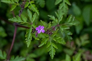 David Plant Photography - Wildlife Photography - Herb robert - C