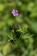David Plant Photography - Wildlife Photography - Long-stalked cranesbill - A