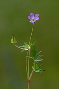 David Plant Photography - Wildlife Photography - Long-stalked cranesbill - B