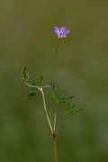 David Plant Photography - Wildlife Photography - Long-stalked cranesbill - C