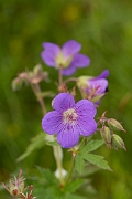 David Plant Photography - Wildlife Photography - Meadow cranesbill - A