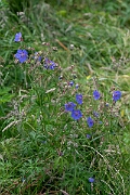 David Plant Photography - Wildlife Photography - Meadow cranesbill - B