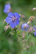David Plant Photography - Wildlife Photography - Meadow cranesbill - C