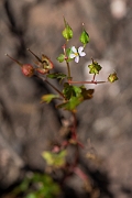 David Plant Photography - Wildlife Photography - Round-leaved cranesbill - B