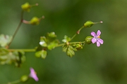 David Plant Photography - Wildlife Photography - Round-leaved cranesbill - C