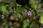 David Plant Photography - Wildlife Photography - Round-leaved cranesbill - D