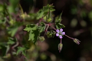 David Plant Photography - Wildlife Photography - Round-leaved cranesbill - E