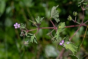 David Plant Photography - Wildlife Photography - Round-leaved cranesbill - F