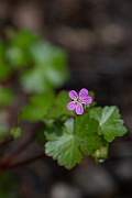 David Plant Photography - Wildlife Photography - Shining cranesbill - A