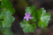 David Plant Photography - Wildlife Photography - Shining cranesbill - B