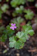 David Plant Photography - Wildlife Photography - Shining cranesbill - C