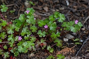 David Plant Photography - Wildlife Photography - Shining cranesbill - D