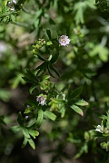 David Plant Photography - Wildlife Photography - Small-flowered cranesbill - C
