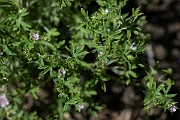 David Plant Photography - Wildlife Photography - Small-flowered cranesbill - D