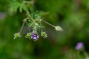 David Plant Photography - Wildlife Photography - Small-flowered cranesbill - E
