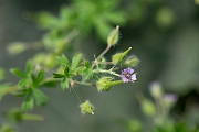 David Plant Photography - Wildlife Photography - Small-flowered cranesbill - F