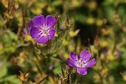David Plant Photography - Wildlife Photography - Wood cranesbill - A