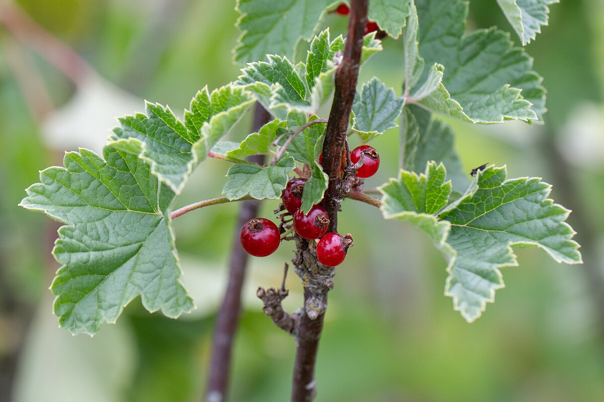 David Plant Photography - Wildlife Photography - Downy currant - A.jpg - Downy currant - Highland