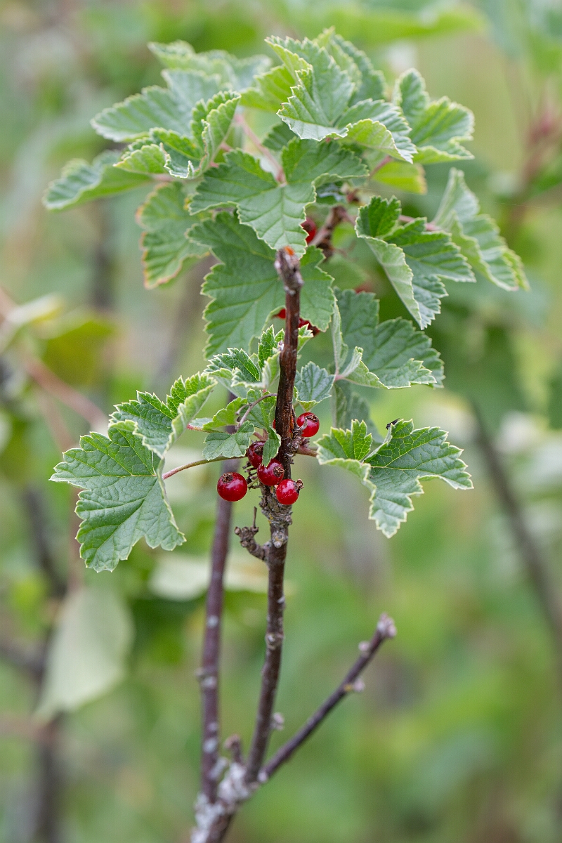 David Plant Photography - Wildlife Photography - Downy currant - B.jpg - Downy currant - Highland