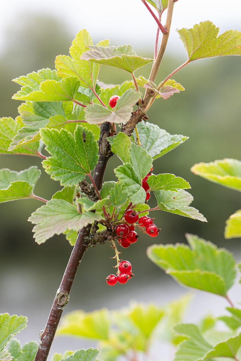 David Plant Photography - Wildlife Photography - Downy currant - C.jpg - Downy currant - Highland