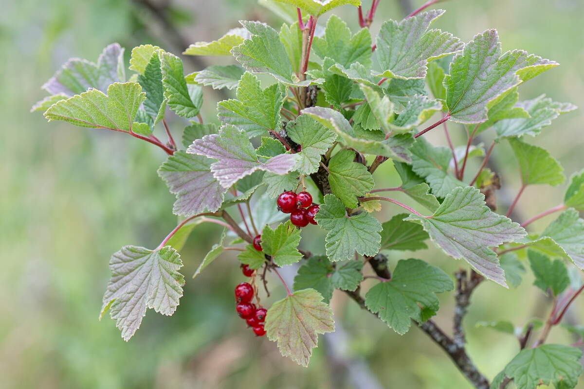 David Plant Photography - Wildlife Photography - Downy currant - E.jpg - Downy currant - Highland