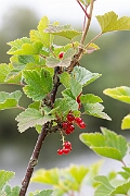 David Plant Photography - Wildlife Photography - Downy currant - C