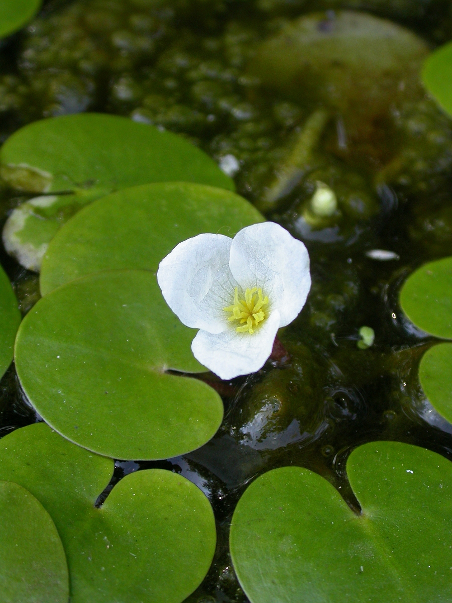 David Plant Photography - Wildlife Photographer - Frogbit flower - A.jpg - Frogbit flower - Gloucestershire